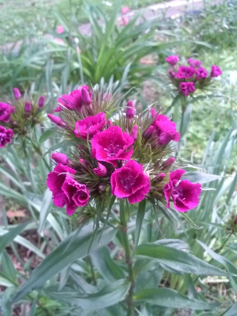 growing sweet william from seed 3