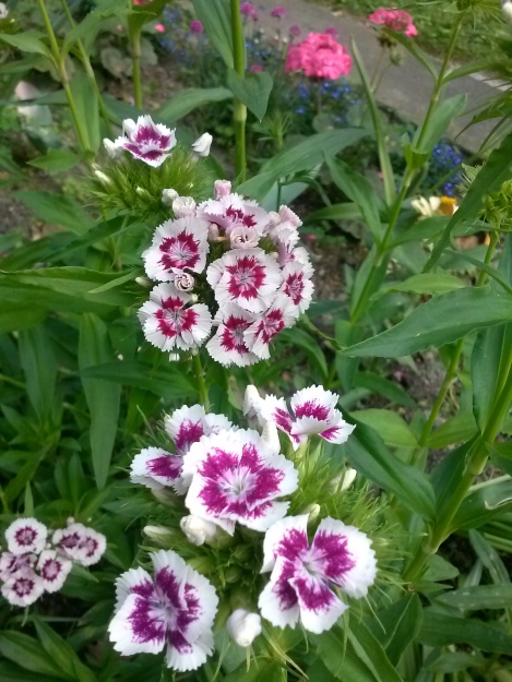 growing sweet william from seed 